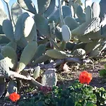 La Corte Dell'isola 펜션 파키노